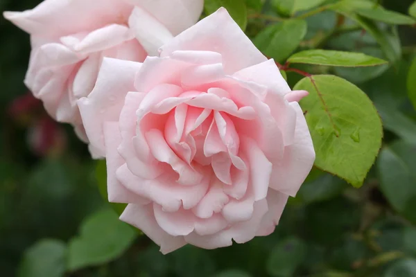 Róża Róże Deszczu — Zdjęcie stockowe