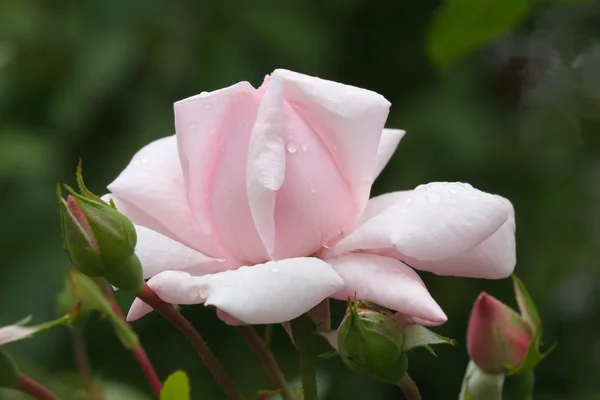 Růže růže po dešti — Stock fotografie