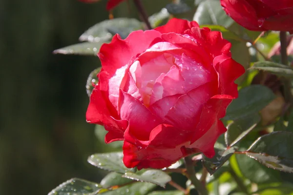 Biały Czerwony Obrazek Piękny Róż — Zdjęcie stockowe