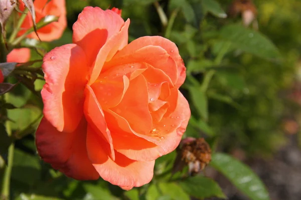 Růže žlutá s oranžovou — Stock fotografie