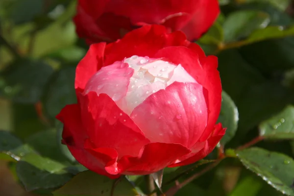 Roses Blanches Avec Des Fleurs Rouges Belles — Photo