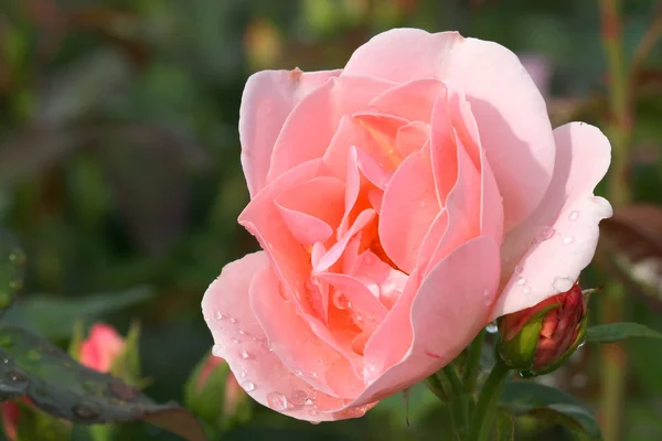 Růže Růže Dešti — Stock fotografie