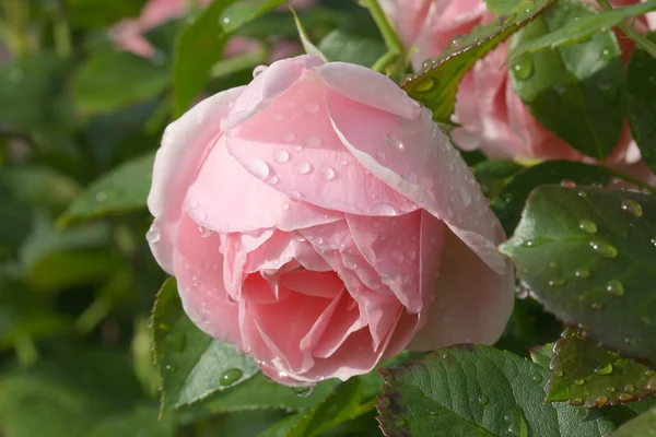 Rose rosa dopo la pioggia — Foto Stock