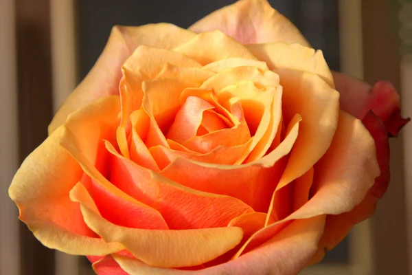 美しいオレンジ色の Flowerses で黄色のバラ ストック写真