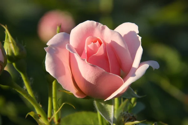 Αυξήθηκε Τριαντάφυλλα Ανθίζουν Πράσινο Φύλλο Μακροεντολών Φύση Φωτογραφία Αρχείου