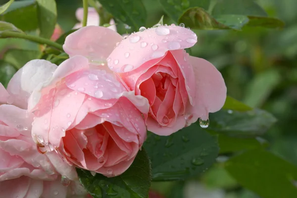 Rose rose dopo la pioggia Immagini Stock Royalty Free