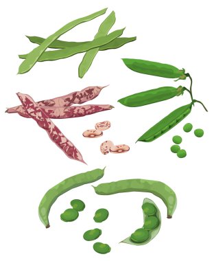 Beans and Peas clipart