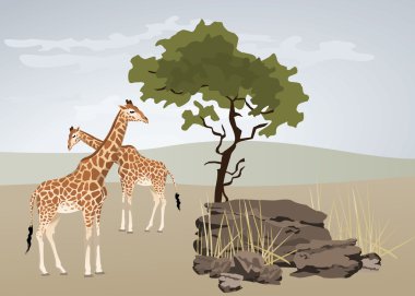 Giraffe clipart