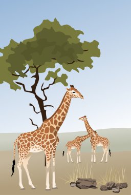 Giraffe clipart