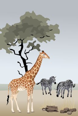 Giraffe and Zebra clipart