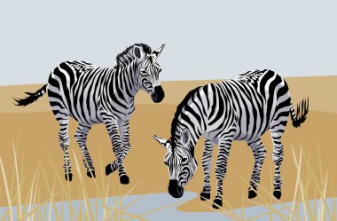 Background with zebras in savanna clipart