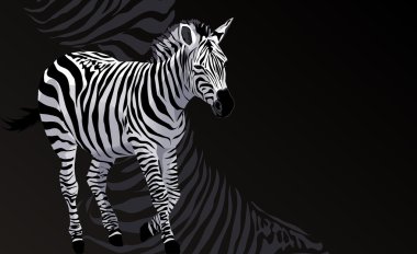 Zebra clipart