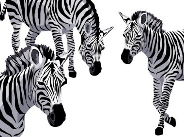 Zebra clipart