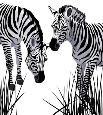 Zebra clipart