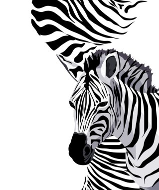 Illustration of zebras with space for text clipart