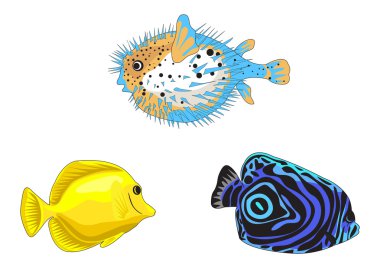Tropical fish illustrations on white background clipart