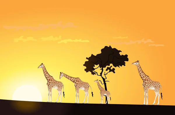 Ilustração Duas Girafas Pôr Sol —  Vetores de Stock