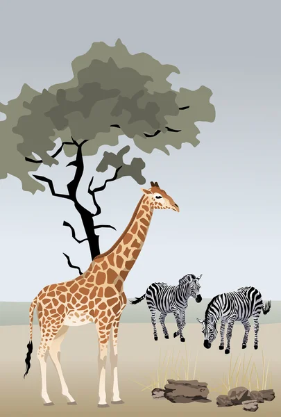 Giraffe and Zebra — Stock Vector