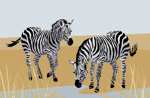 在热带稀树草原斑马与背景 — 图库矢量图片