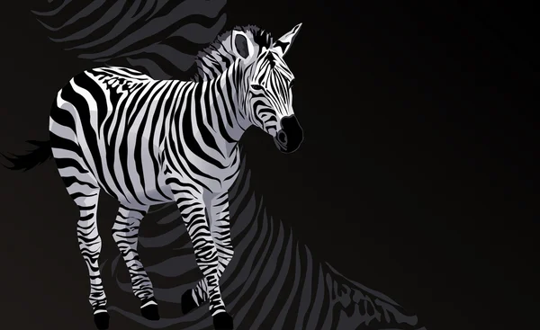 Zebra — Wektor stockowy