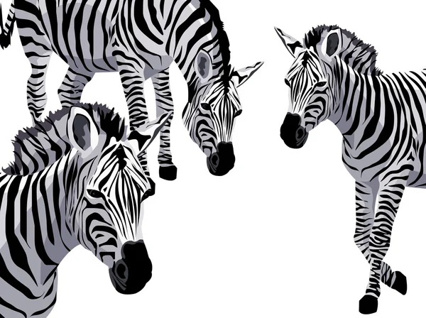 Zebra. —  Vetores de Stock