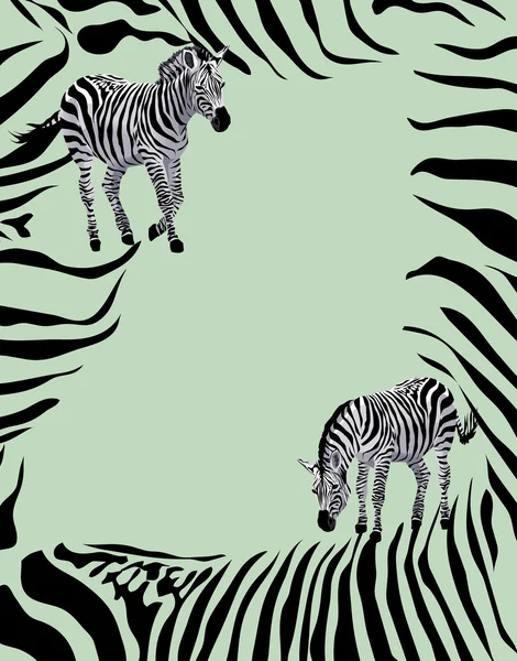 Zebra — Stockový vektor
