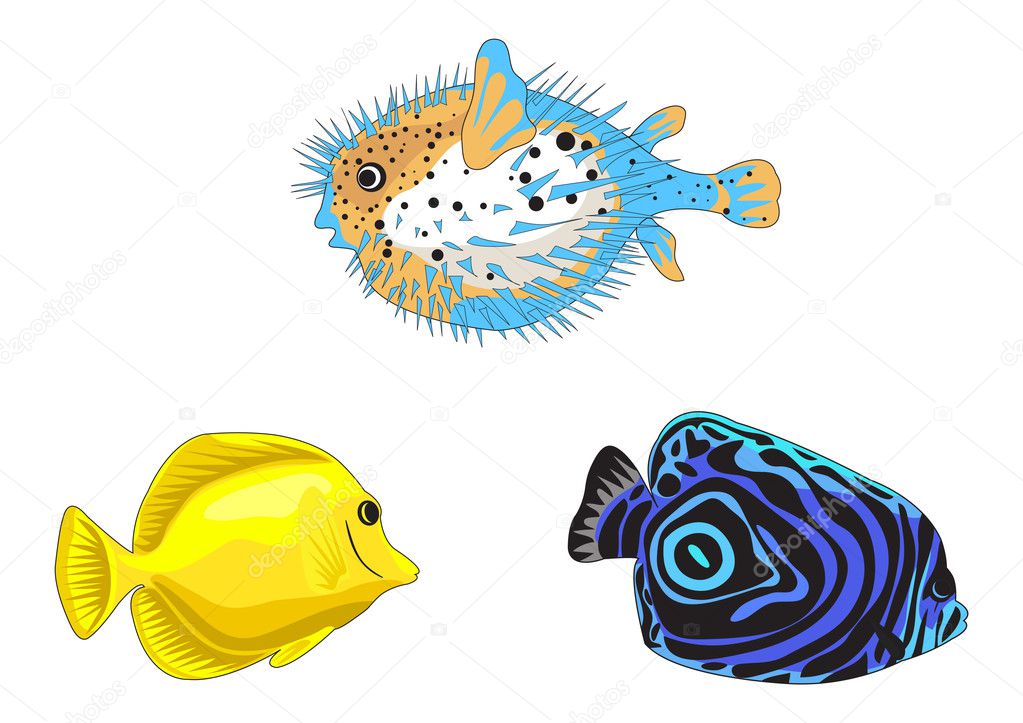 Tropical fish illustrations on white background
