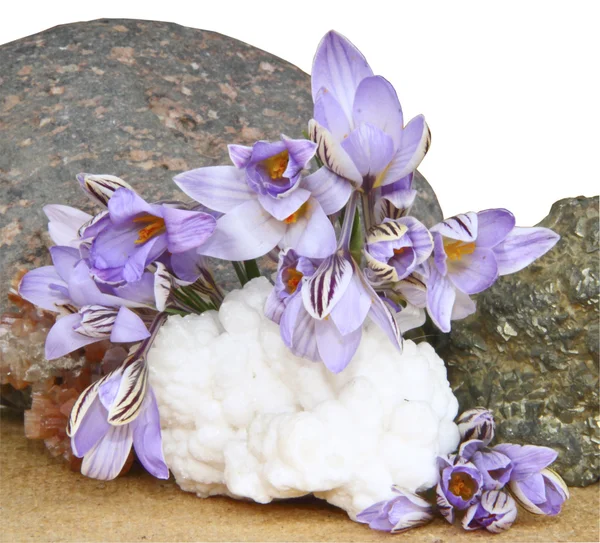 stock image Lilac flowers on stones on a white background