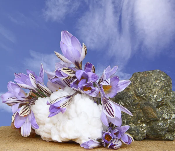Lilás flores em pedras contra o céu azul escuro e nuvens — Fotografia de Stock