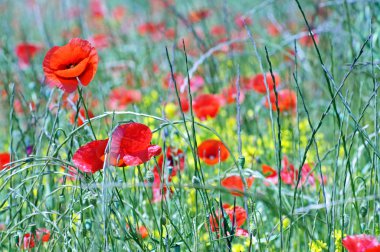 Champ de coquelicots en Provence clipart