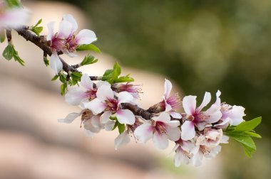 Amandier tr fleurs en provence au printemps