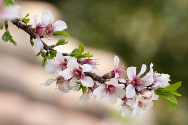 Amandier en fleurs en Provence au printemps clipart