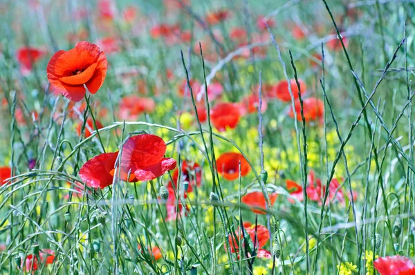 Champ Coquelicots Provenza Foto Stock Royalty Free