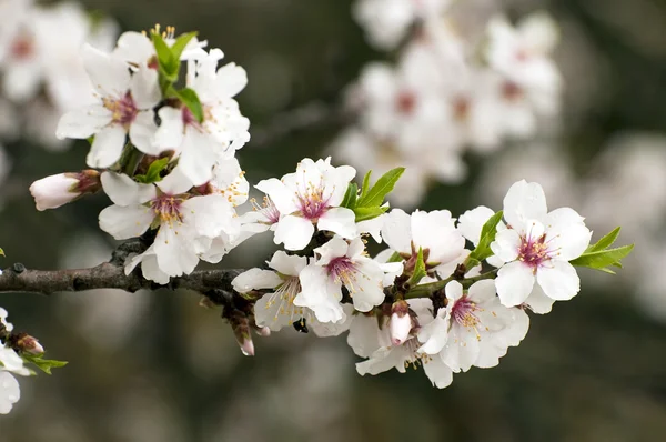 stock image Almond tree in bloom in the south of France