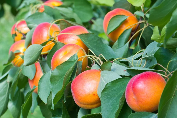 Ein Paar Aprikosen Auf Einem Baum Sie Sind Bereit Pflücken — Stockfoto