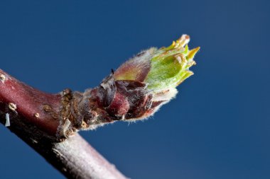 elma bud erken Bahar bir makro. yapraklar tomurcuk geliyor.