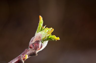 elma bud büyüyen