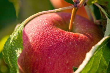 A wet Apple outdoors, hanging on a tree, just before picking clipart