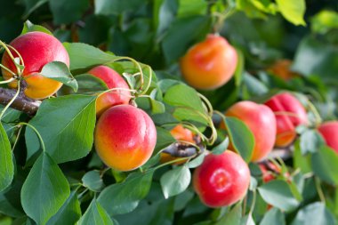 Some Apricots are ready for picking and eating clipart