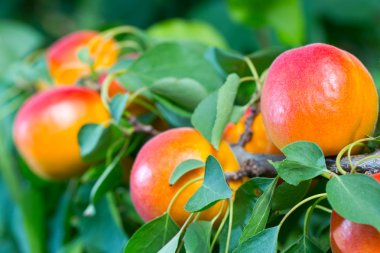 Shining Apricots an a Tree with green leafs clipart