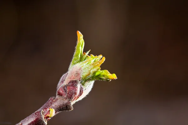 stock image Growing Apple Bud