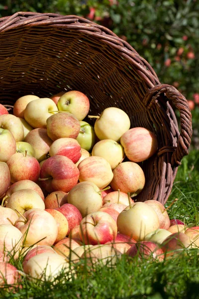 Some Apples Basket Lying Outdoors Front Some Apple Trees Autumn — Stock Photo, Image