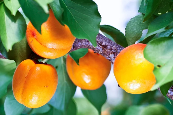 Cuatro albaricoques — Foto de Stock