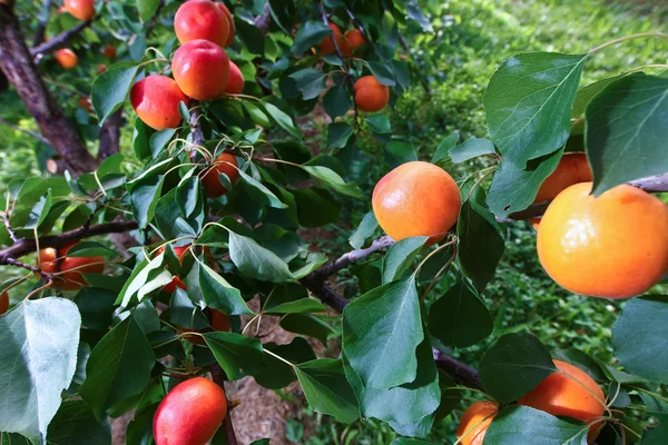 Φρέσκα Βερίκοκα Ακριβώς Πριν Πάρει Ένα Δέντρο — Φωτογραφία Αρχείου