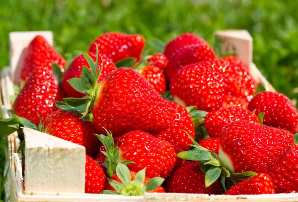 Viele Rote Erdbeeren Korb — Stockfoto