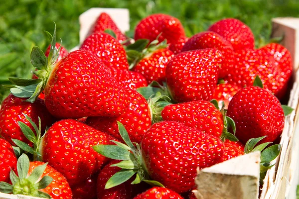 Many Red Strawberries Basket — Stock Photo, Image