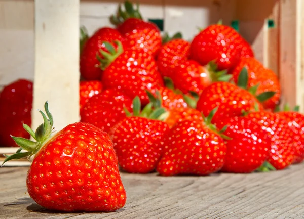 Many Red Strawberries Falling Out Basket — Stock Photo, Image