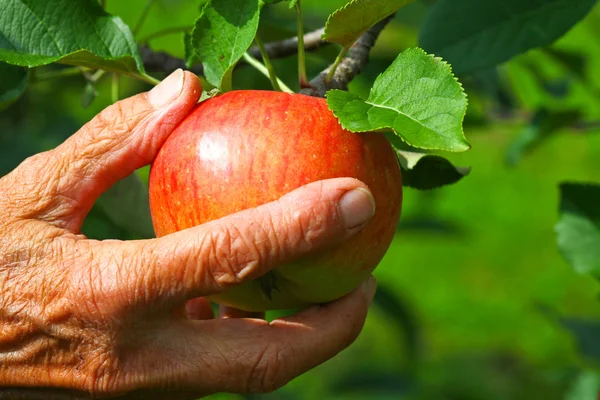 Gamla kvinnor plocka ett äpple — Stockfoto