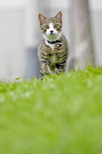 Kot Jest Biegnącego Kierunku Kamery — Zdjęcie stockowe