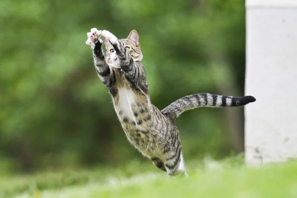 Cat Catching Fly Grass — Stock Photo, Image